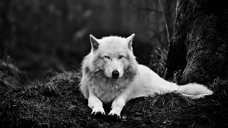 wolf, alaskan tundra wolf, white wolf, black and white, wildlife
