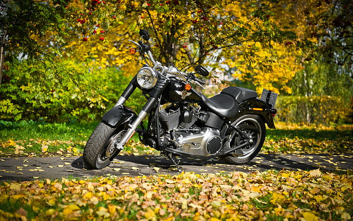 harley-davidson, motorcycle, foliage, autumn, black and gray cruiser motorcycle
