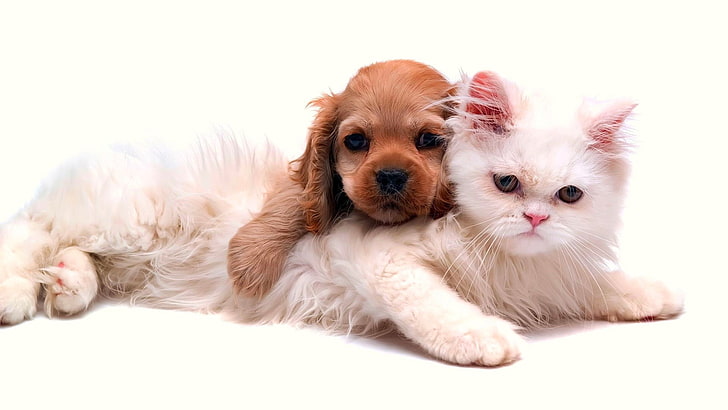 long-coated brown puppy and white Persian kitten, cat, dog, animals, HD wallpaper