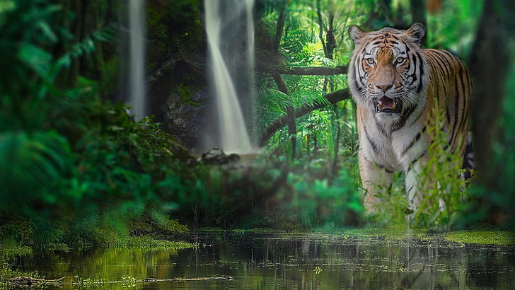 HD wallpaper: wildlife, predator, water, tiger, wild animal, jungle,  waterfall | Wallpaper Flare