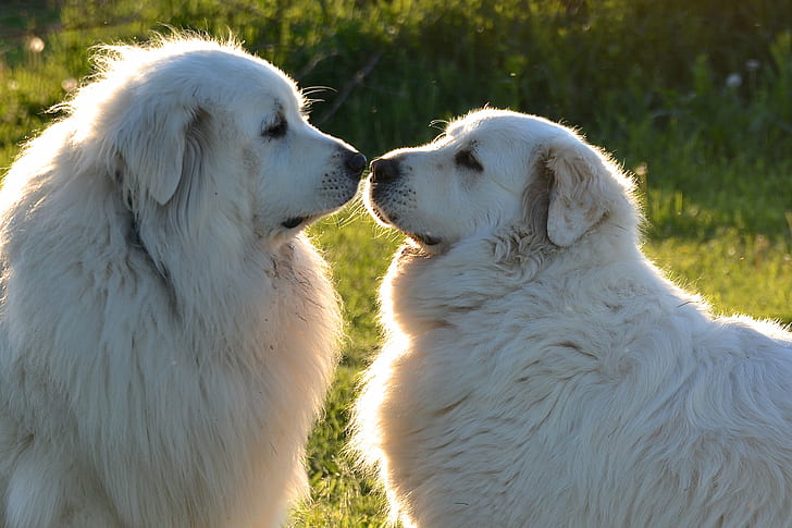 two Great Pyrenees dogs, come away with me, Valentine, outdoors, HD wallpaper