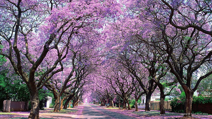 Jacaranda Trees, South Africa, Nature, HD wallpaper