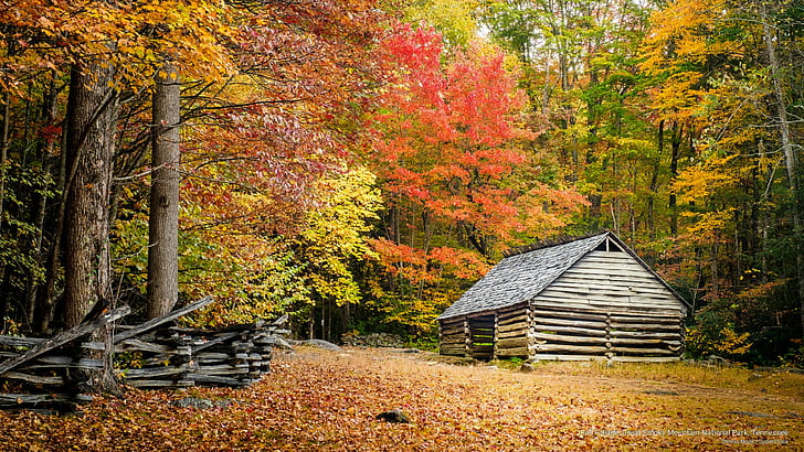 Fall Foliage, Great Smoky Mountain National Park, Tennessee, HD wallpaper