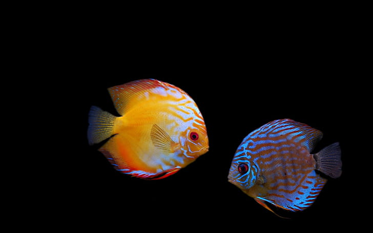 discus, fish, tropical, animal themes, animal wildlife, animals in the wild