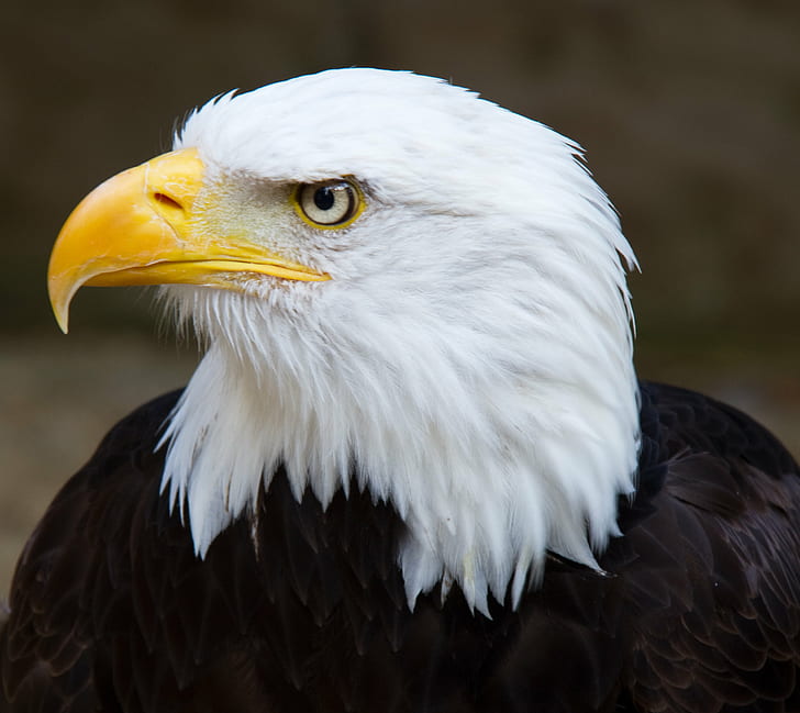photo of bald eagle, Head, Bird  Bird, Bird of Prey, Bald  Eagle