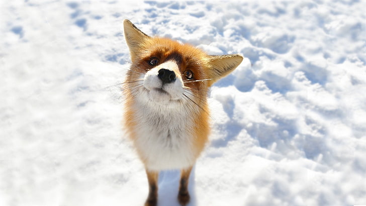 red fox, animals, snow, one animal, animal themes, winter, cold temperature, HD wallpaper