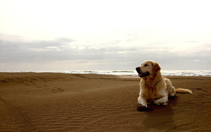 Dog Beach HD, yellow labrador retriever, animals, HD wallpaper