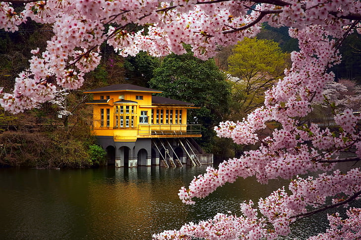 orange painted house, branches, lake, color, spring, Japan, Sakura, HD wallpaper