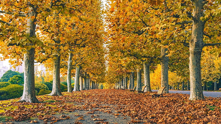 Park, road, leaves, trees, grass, autumn, HD wallpaper