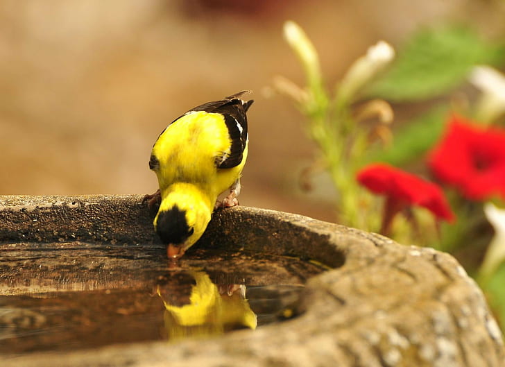yellow and black bird drinking a water, I love you, you.  I, up