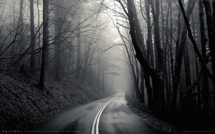 bare trees, mist, black, road, monochrome, fog, the way forward, HD wallpaper