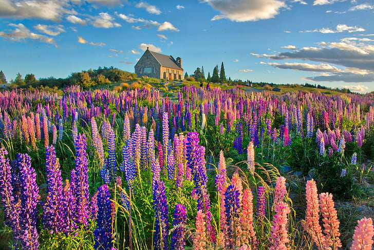 photo of brown wooden house with clear field grass during daytime, lupins, lupins