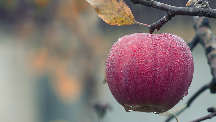 apple, apple tree, rainy day, raindrops, autumn, harvest, crop, HD wallpaper