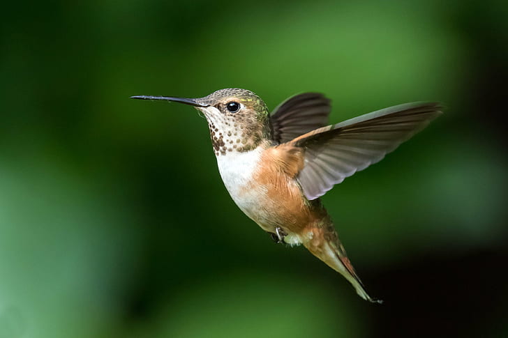 close-up photo hummingbird, rufous hummingbird, rufous hummingbird, HD wallpaper