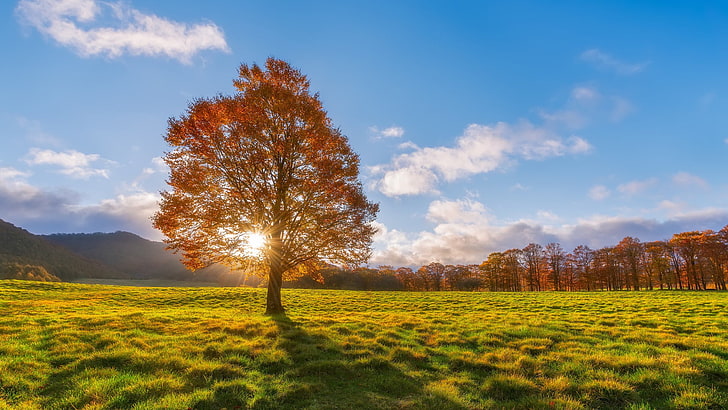 brown and white trees painting, landscape, field, nature, sunlight, HD wallpaper