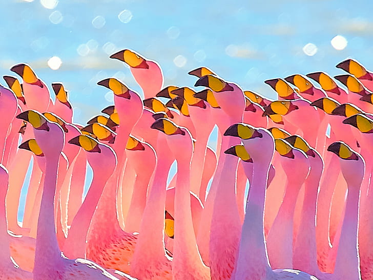 wildlife photography of group of Flamingo, flamingos, bolivia, flamingos, bolivia, HD wallpaper