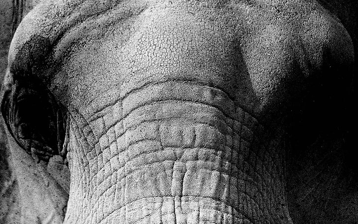nature, elephant, close-up, one animal, animal themes, animal skin, HD wallpaper