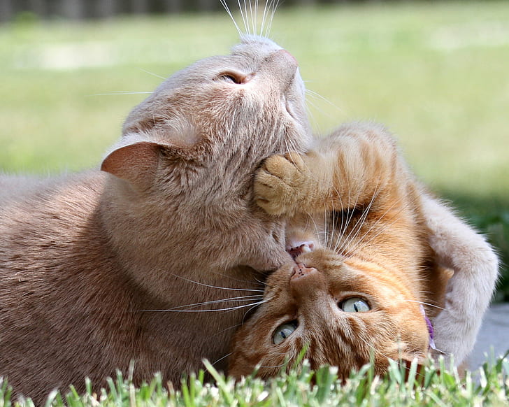 two short-fur brown tabby cats lying on green grass during daytime, HD wallpaper