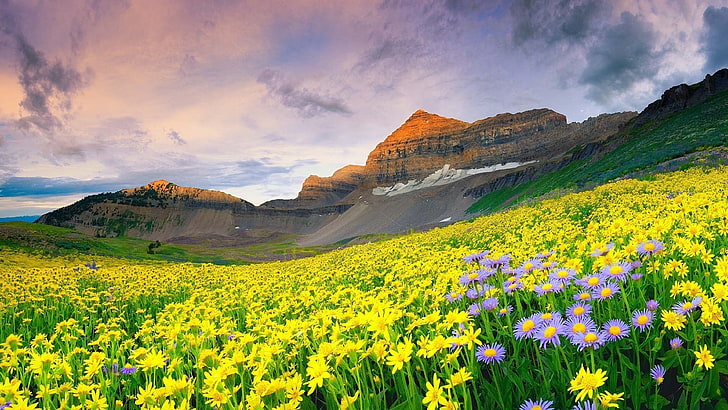 valley of flowers national park, asia, india, uttarakhand, himalayas, HD wallpaper