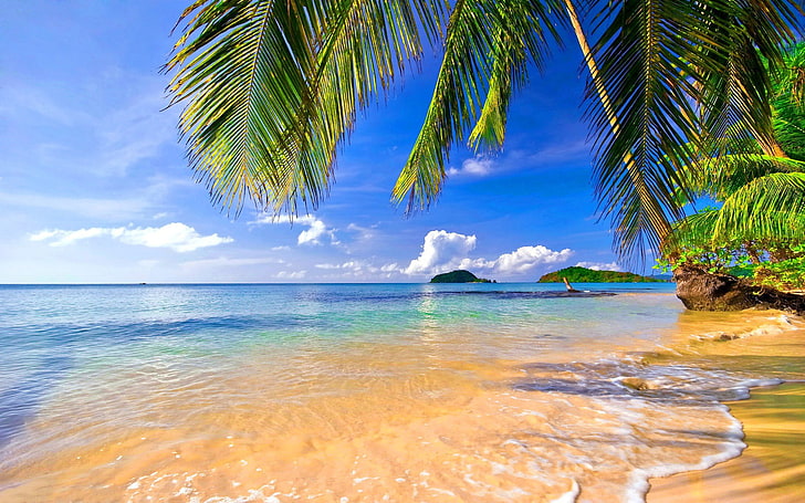 coconut trees near water, landscape, tropical, beach, palm trees, HD wallpaper