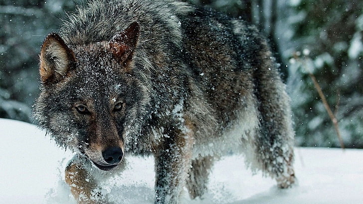 gray wolf, animals, nature, snow, winter, cold temperature, animal wildlife, HD wallpaper