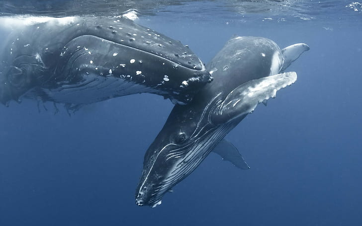 whale, animals