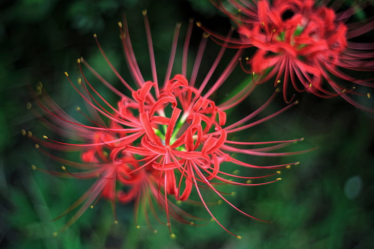 red flowers in focus photography, Cluster, amaryllis, 5D Mark II, HD wallpaper
