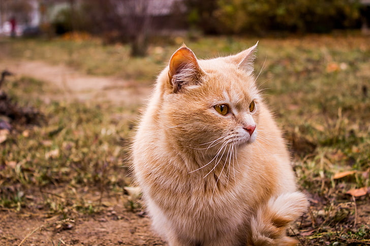 orange tabby cat, animals, Russia, domestic, animal themes, domestic cat, HD wallpaper