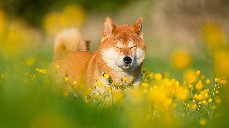 shiba inu, dog breed, mammal, flower field, grass, flowers