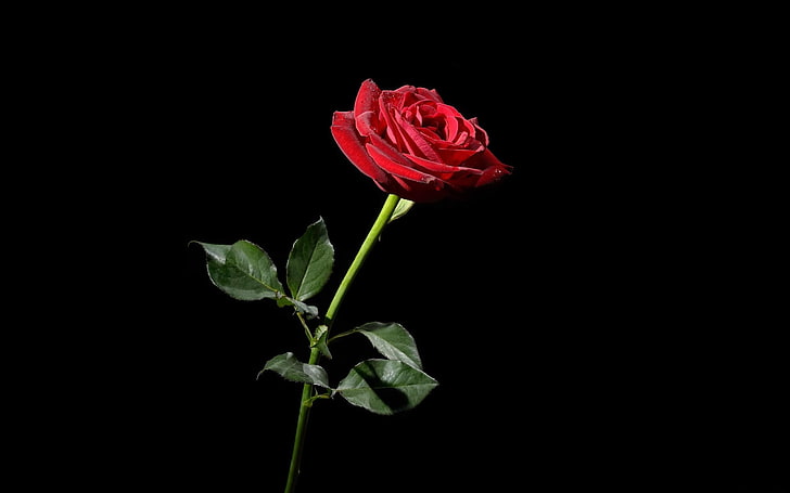 2560x800px | free download | HD wallpaper: red rose, flower, black  background, rose - Flower, nature, plant | Wallpaper Flare