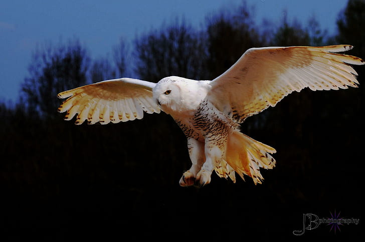 Snowy Owl, wings, white, landing, animals