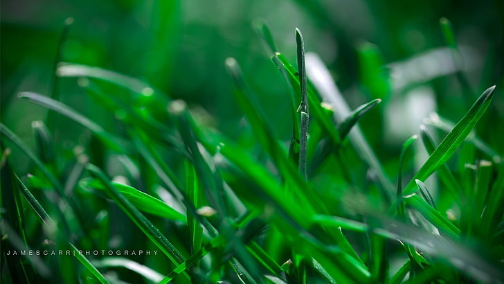 grass, green color, plant, growth, blade of grass, nature, water, HD wallpaper