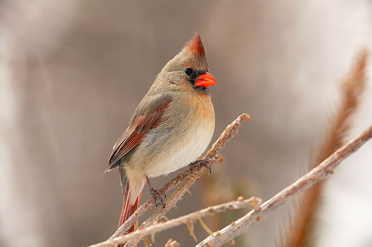 Bird, Cardinal, Beak, white and red short beak bird, branch, feathers