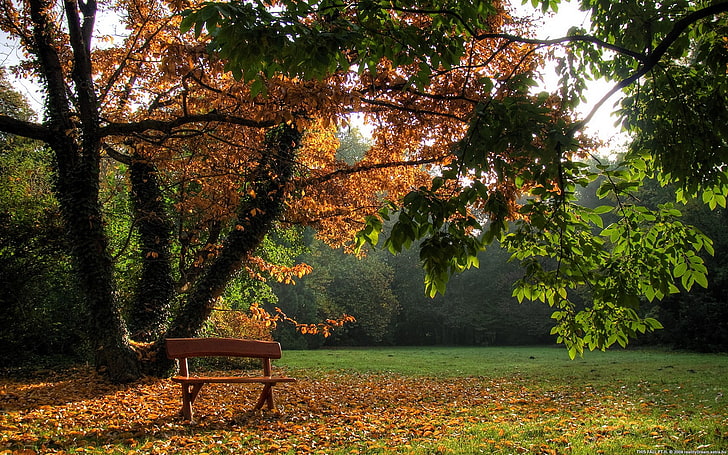 brown wooden bench, nature, trees, park, fall, plant, seat, beauty in nature, HD wallpaper