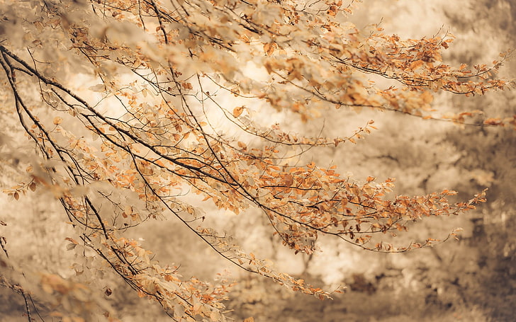 brown trees, brown leaf tree, nature, fall, branch, autumn, season, HD wallpaper