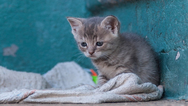 kitten sitting on gray textile, animals, cat, pet, kittens, baby animals, HD wallpaper