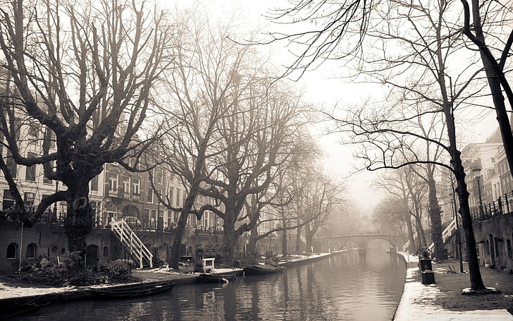 bare tree, cityscape, Amsterdam, Utrecht, water, plant, nature, HD wallpaper