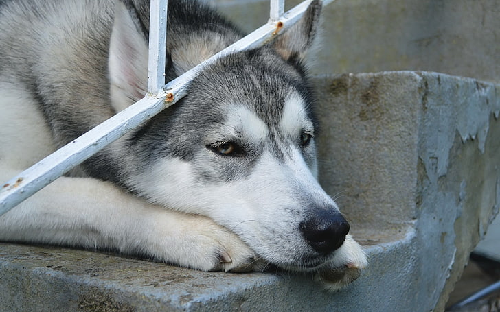 adult gray and white Siberian husky, dog, face, sad, sight, sled Dog, HD wallpaper