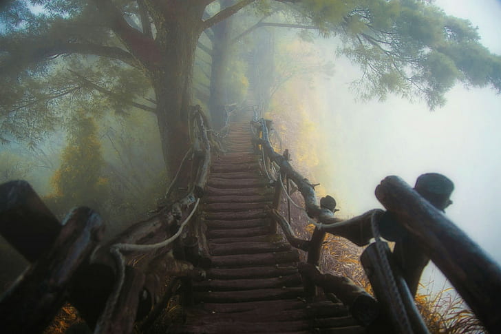 nature, landscape, mist, path, bridge, wooden surface, forest, HD wallpaper