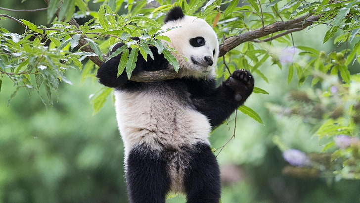 giant panda, fauna, bear, bao bao, snout, bamboo, wildlife, HD wallpaper