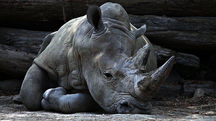 Animal, Rhino, HD wallpaper
