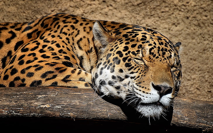 leopard, jaguar, muzzle, sleep, wildlife, animal, africa, safari Animals, HD wallpaper
