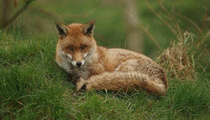 red fox prone lying on grass, animal, wildlife, mammal, nature, HD wallpaper
