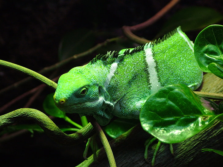 green lizard, iguana, reptiles, leaves, leopard geckos, animals, HD wallpaper