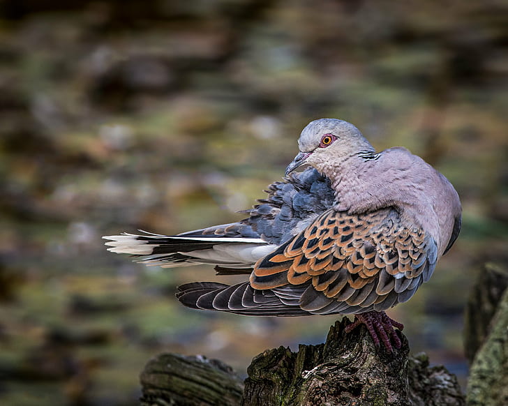 ground pigeon bird, turtle dove, turtle dove, endangered, habitat, HD wallpaper