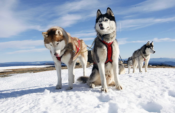 several Siberian huskies, husky, couple, dogs, snow, alaska, sled Dog, HD wallpaper
