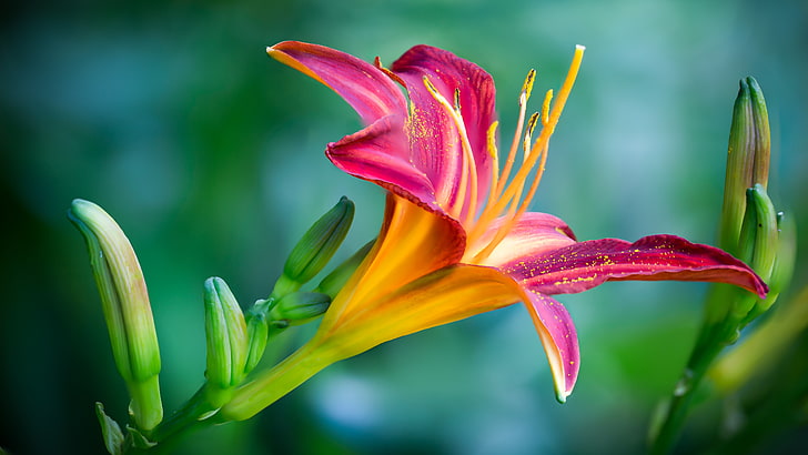 Neon Lily Beautiful Flowers Pictures Desktop Hd Wallpapers For Mobile Phones And Computer 5816×3272, HD wallpaper