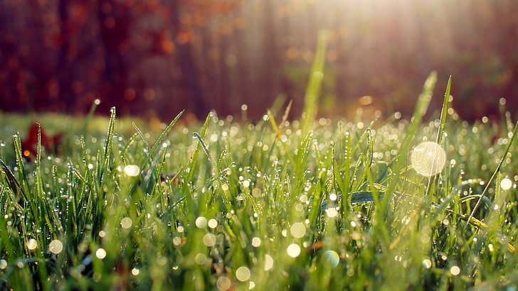 selective focus photography of green grass, nature, rain, plant