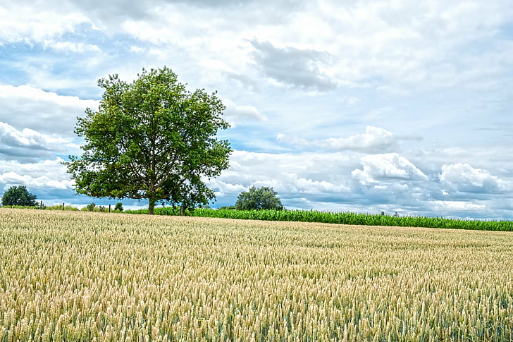 green grass field, wheat, wheat, Trees, landscape, Borgloon, FUJIFILM  X-T2, HD wallpaper