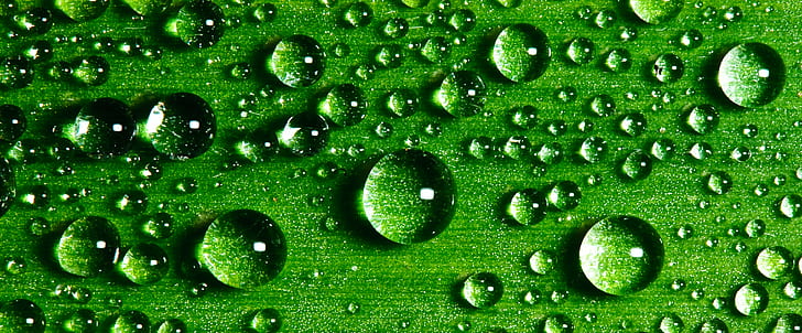 green leaf with water dew, Drops, Explored, 105mm, d300, foliage, HD wallpaper